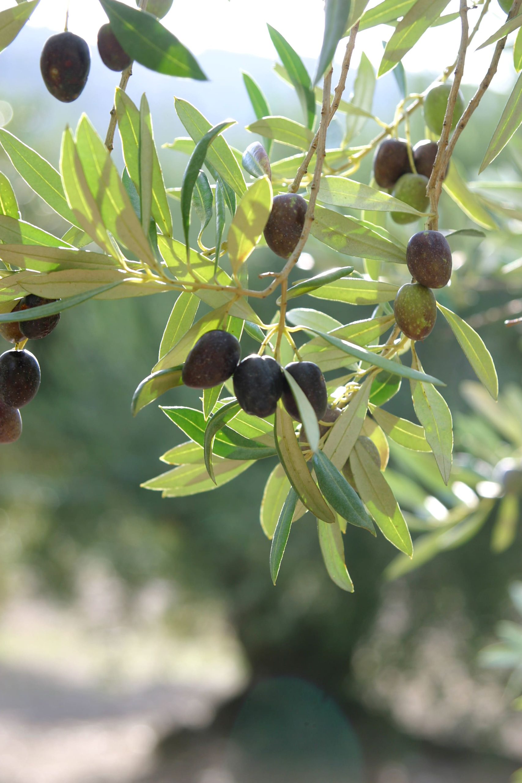 Las aceitunas en la mitología - Aceitunas Zambudio