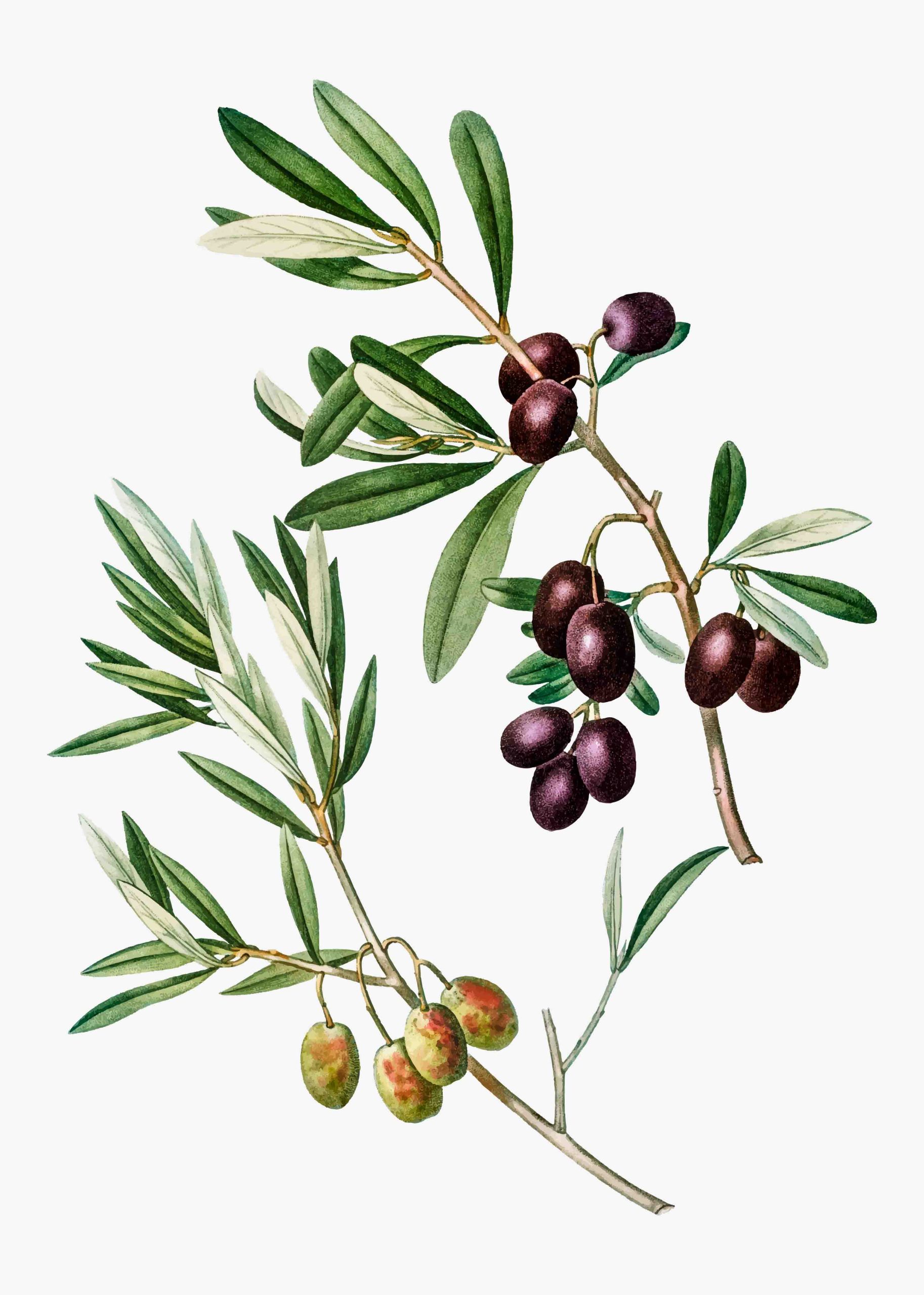 Las aceitunas en la pintura - Aceitunas Zambudio